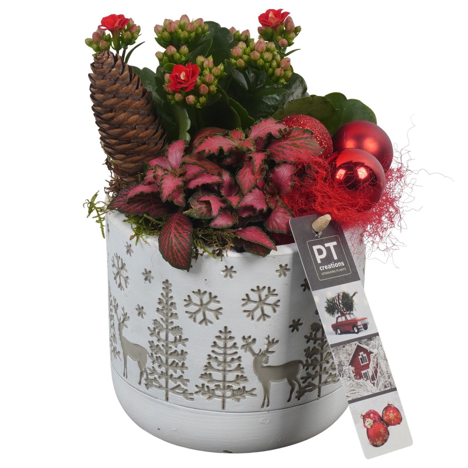 PTCHR7304 Arrangement Christmas Red in beton pot, D 12 cm