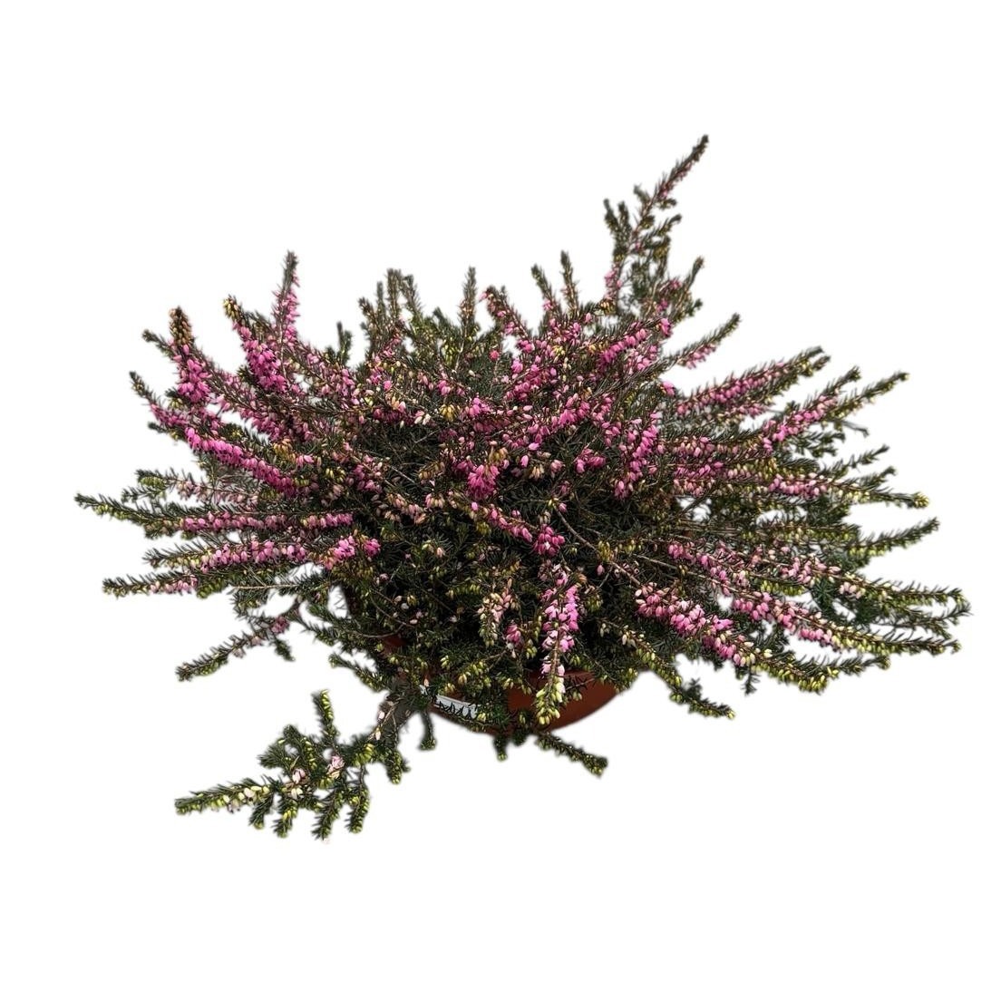 Erica darleyensis 'Kramers Rote' schaal, D 23