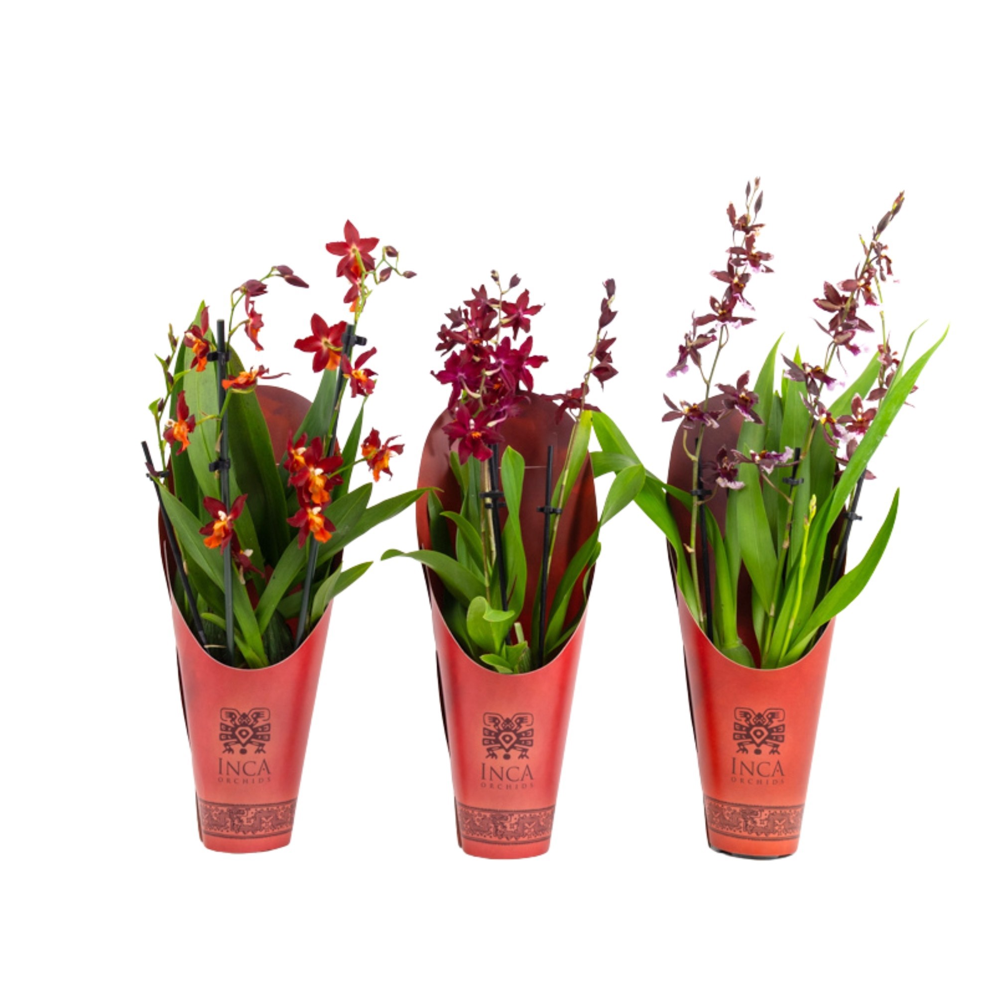 Inca Cambria Red Beauty mix 3+ spike 9cm in luxury cover, D 9