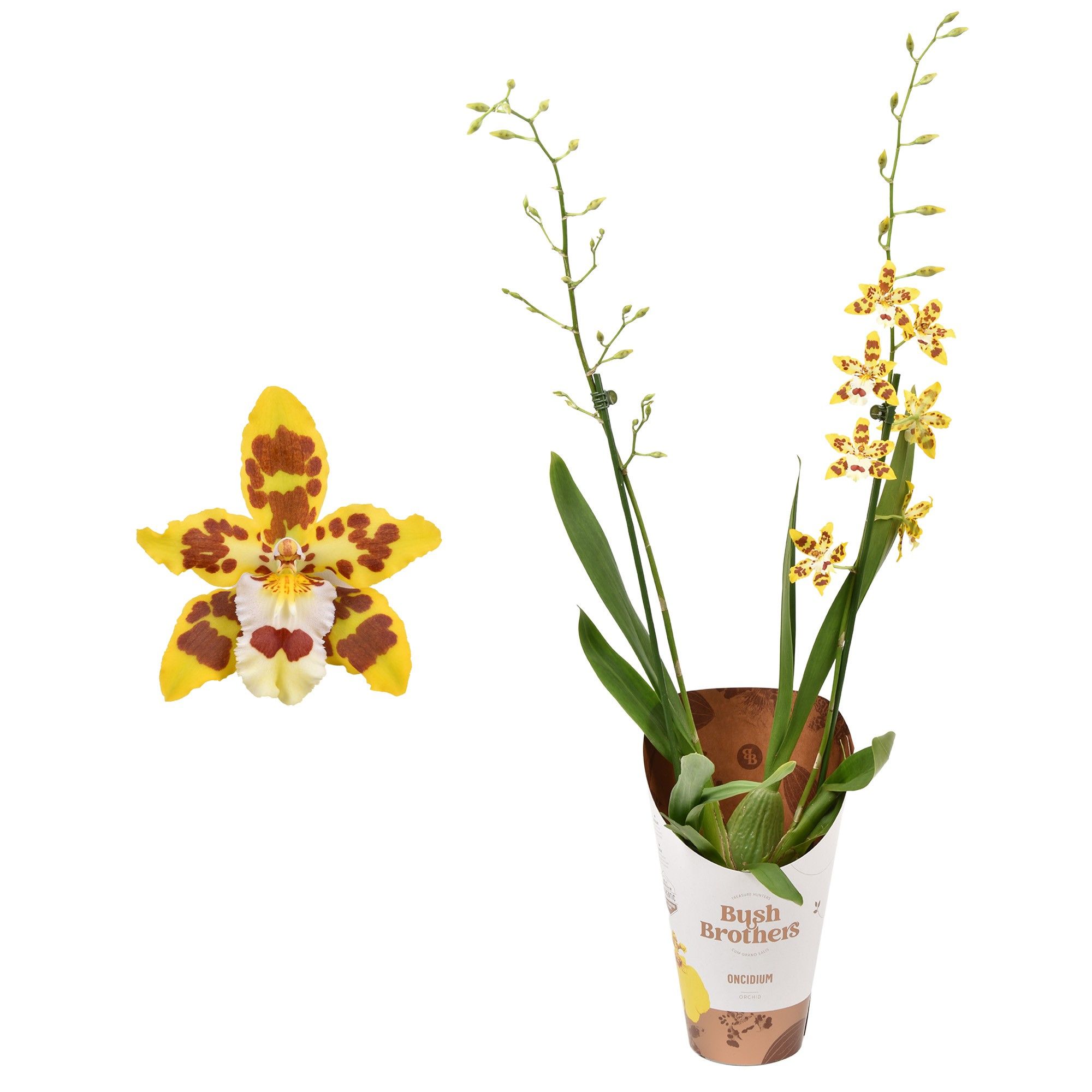 Cambria 'Remember Burkhard Holm' 2 tak 12 cm, D 12