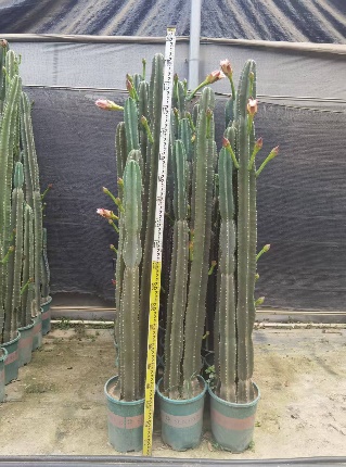 кактус 1.8-метер толл левелинг род 20 180