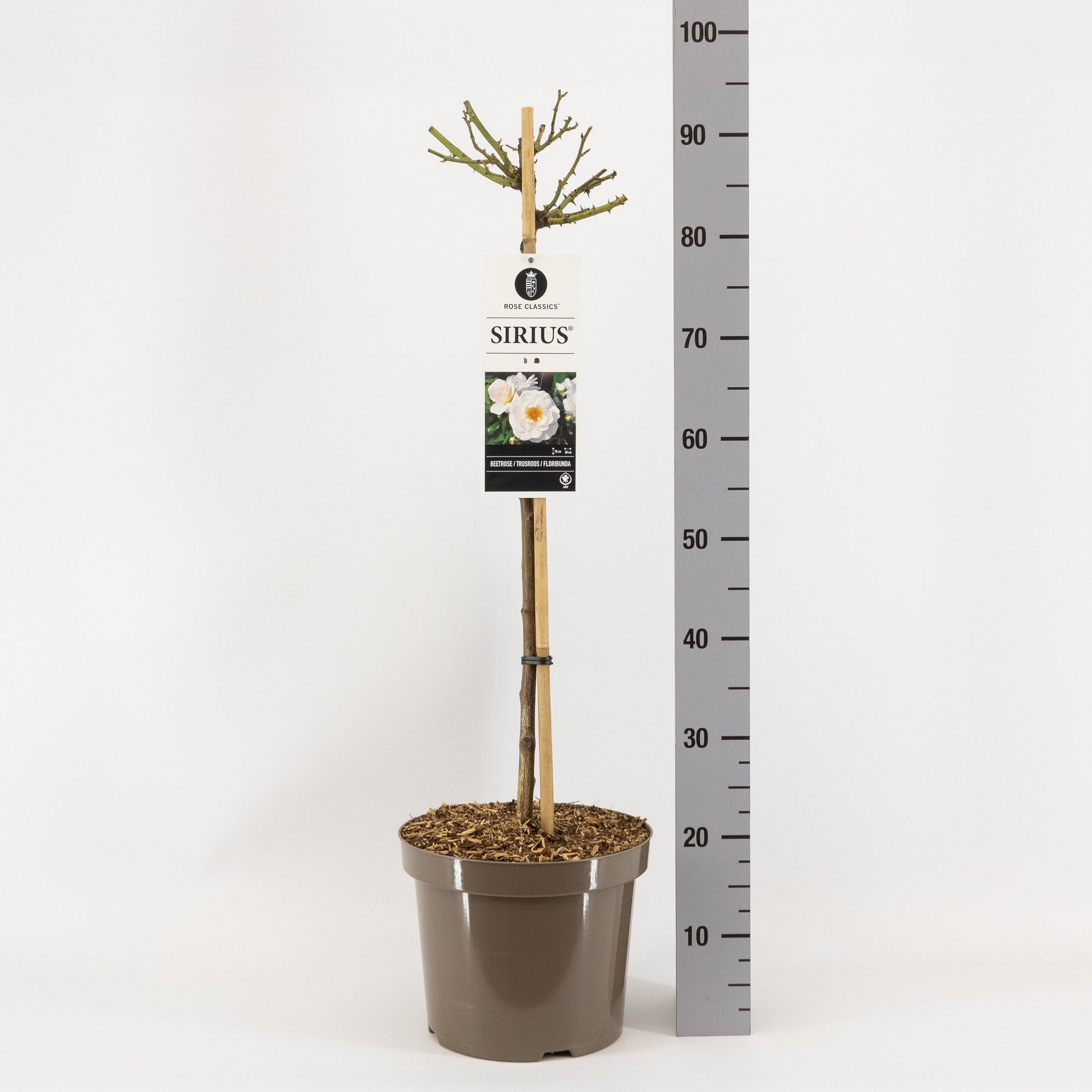 Rosa (F) Sirius ®, stam 70, C7.5, D 26