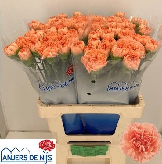 Диантус од. Гоби, шт.