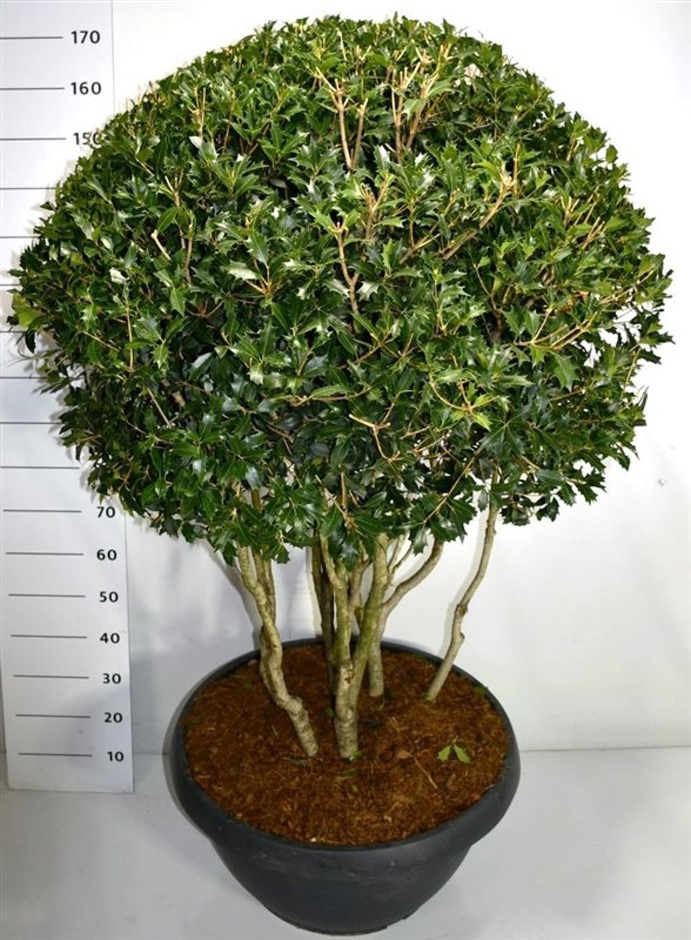 Osmanthus heterophyllus, D 65 cm