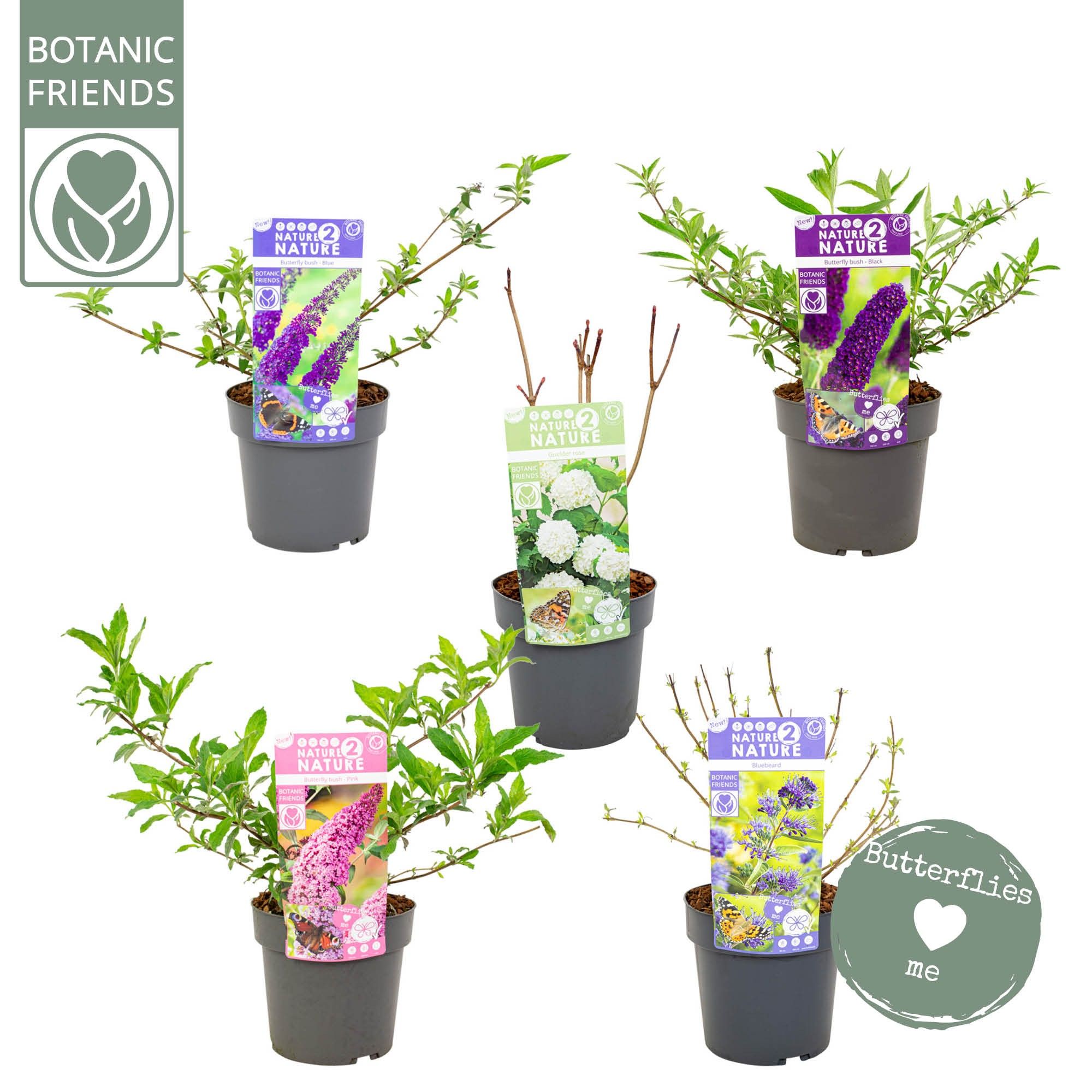 NATURE 2 NATURE - Butterfly Mix, D 19