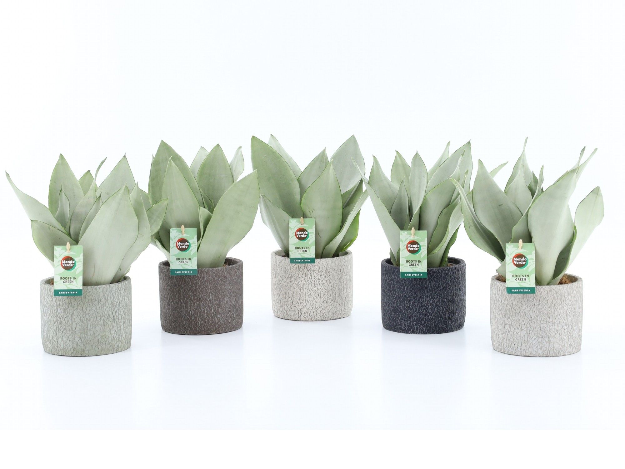 Sansevieria Moonshine in Classic Stone, D 14