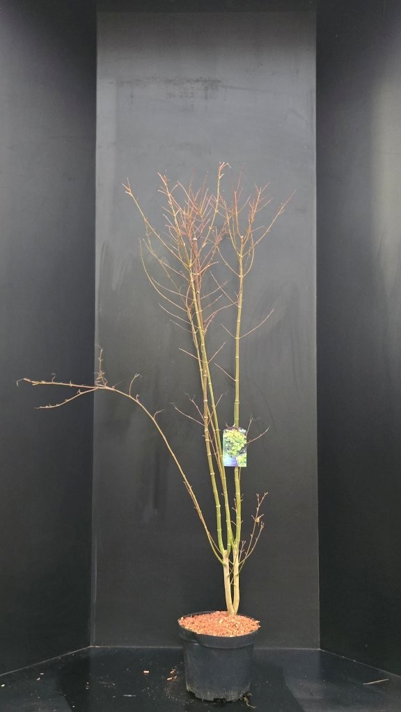 Acer shirasawanum Jordan, D 29