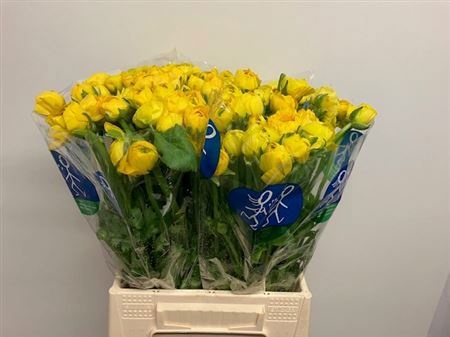 Ранункулус Дарк Еллоу 45, шт.