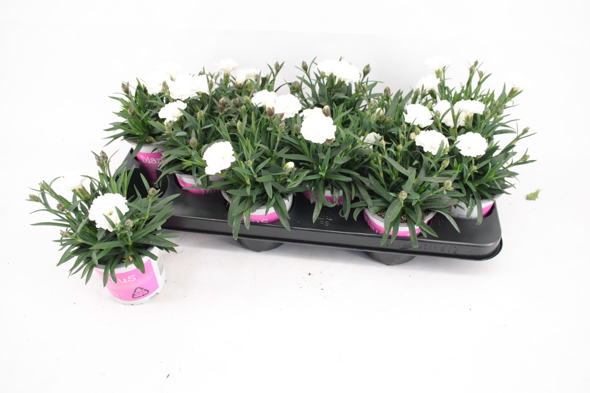 Dianthus Oscar White, D 10,5