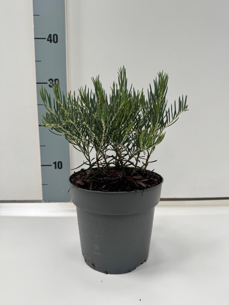 Andromeda glaucophylla, D 17