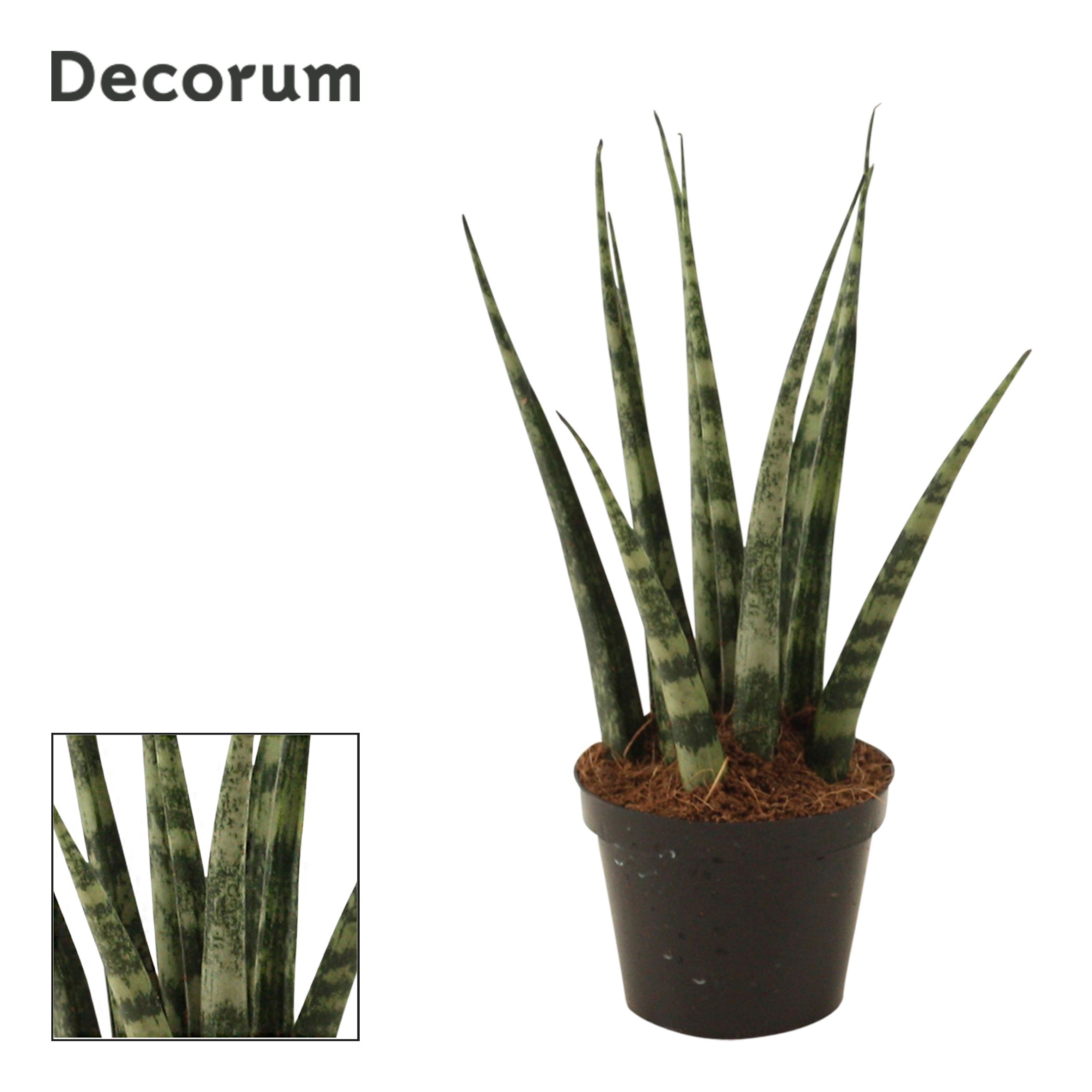 Sansevieria Fernwood 6 cm (Decorum), D 6