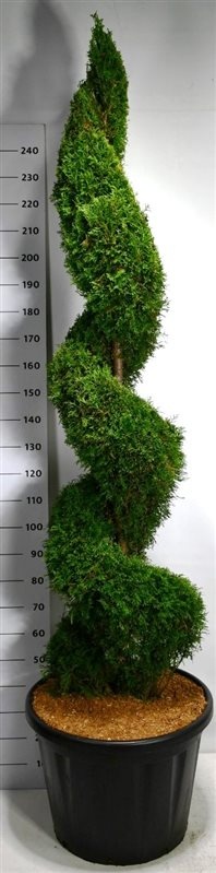 Thuja occ. 'Smaragd', D 60