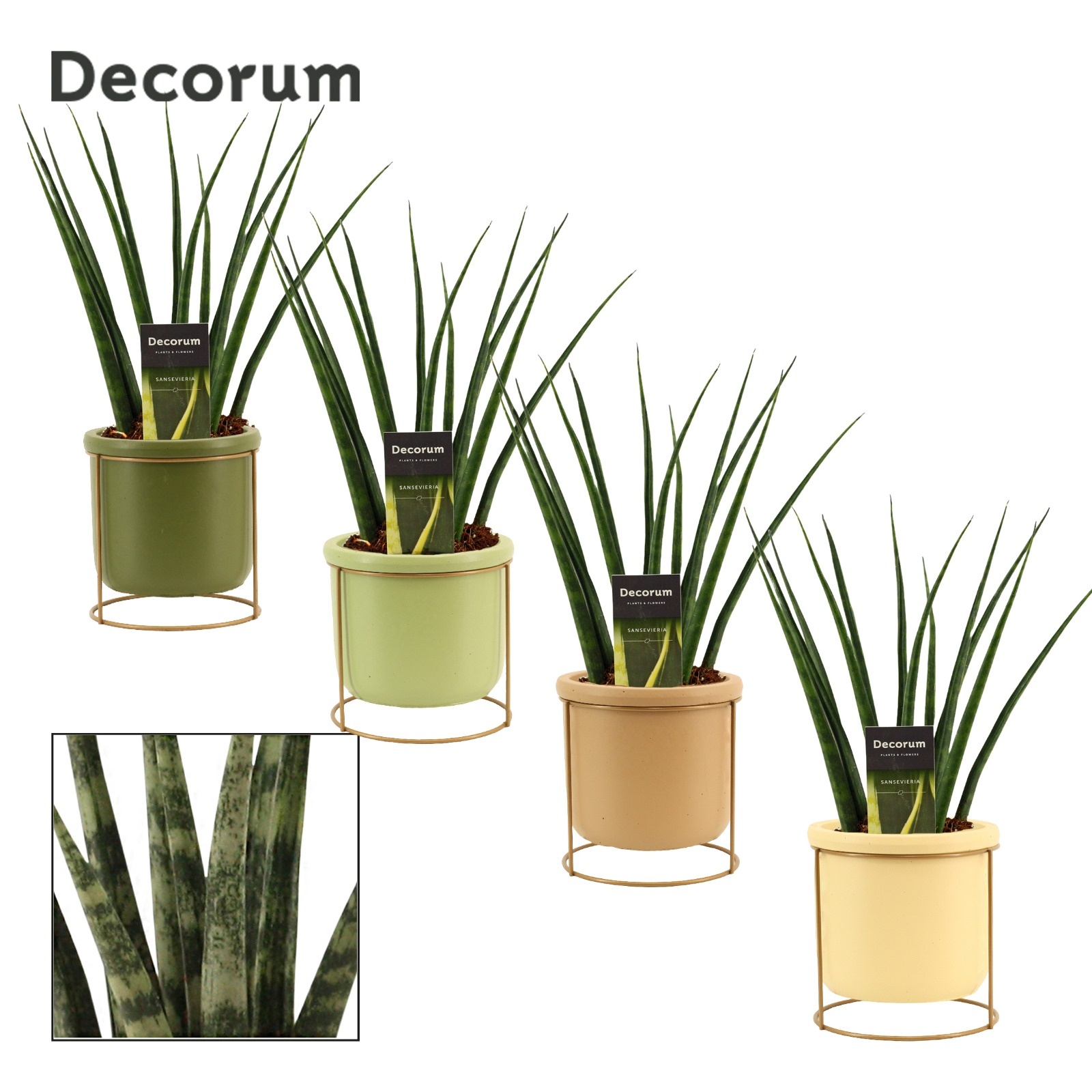 Sansevieria fernwood 12 cm in Lynn (Silent moods-collection), D 12 cm Sansevieria fernwood 12 cm in Lynn (Silent moods-collection), D 12 cm