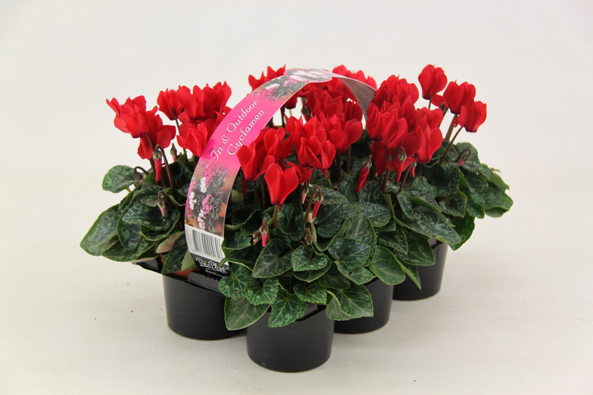 Cyclamen Verano Red 6-pack, D 9 cm
