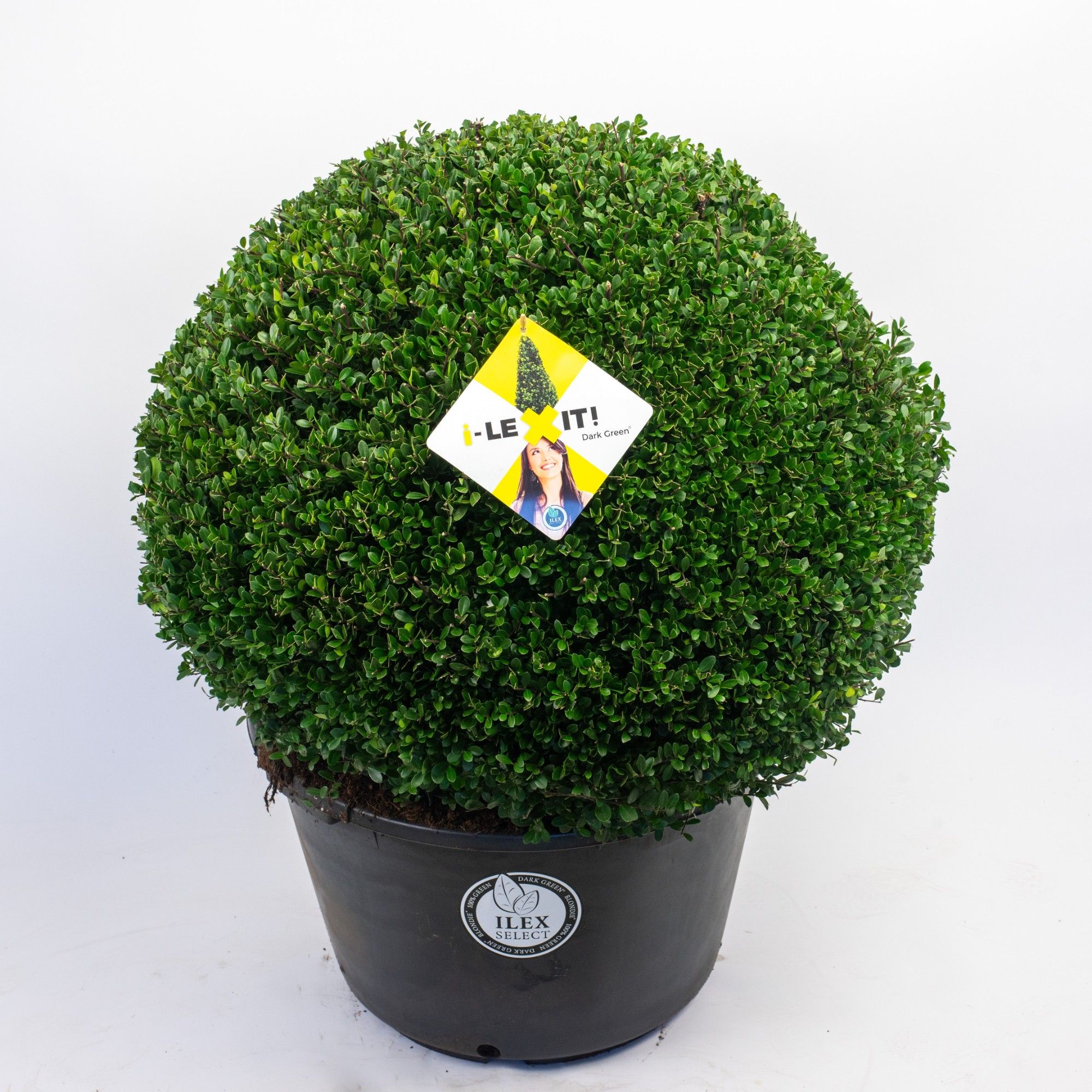 Ilex crenata Dark Green, P60, Bol Ø70cm, D 60