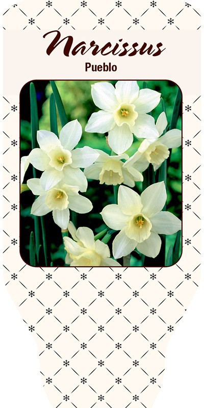 NARCISSUS INCOMPARABILIS 'Pueblo', D 21