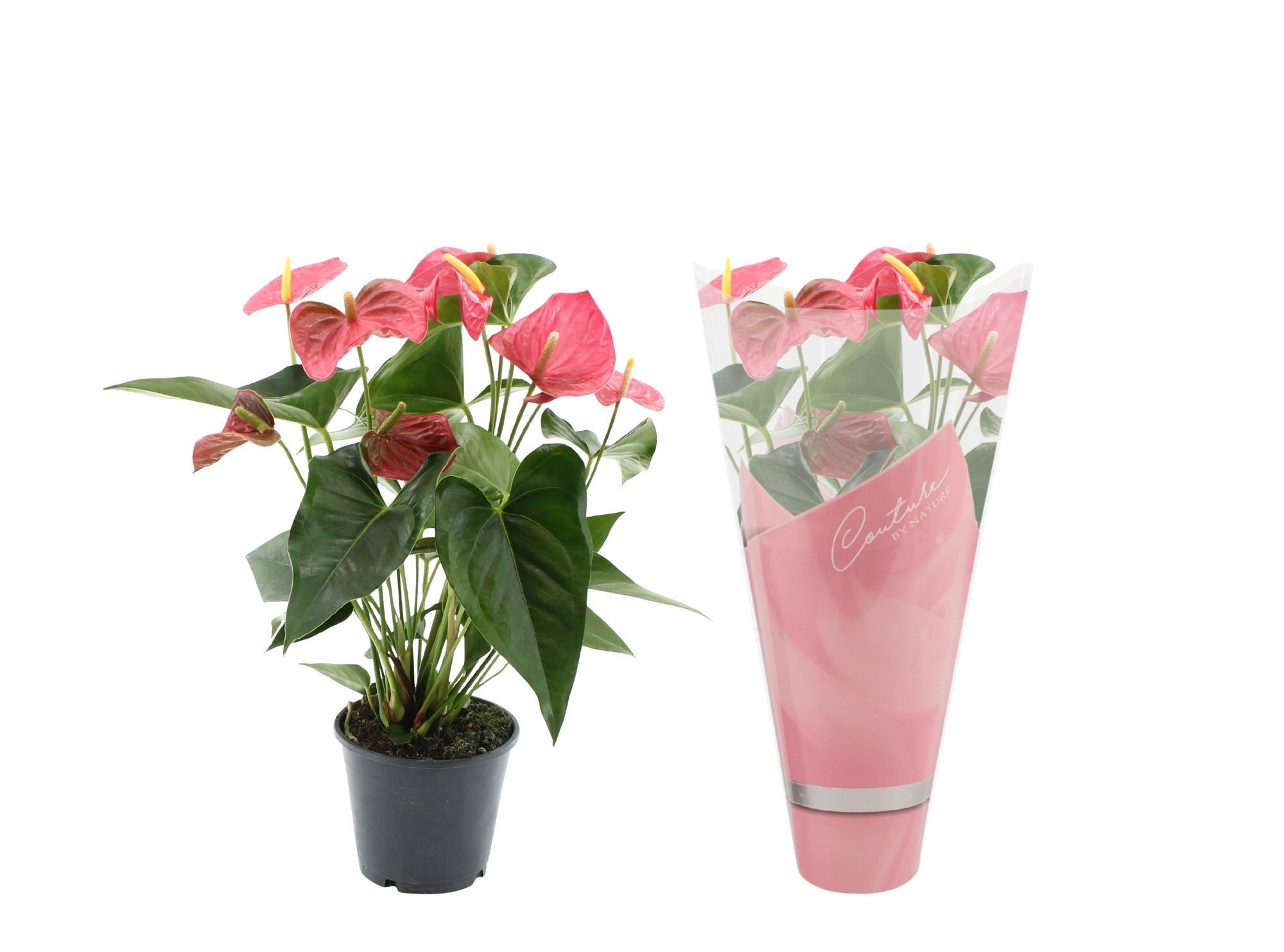 Anthurium 14 cm Maine in Couture sleeve, D 14