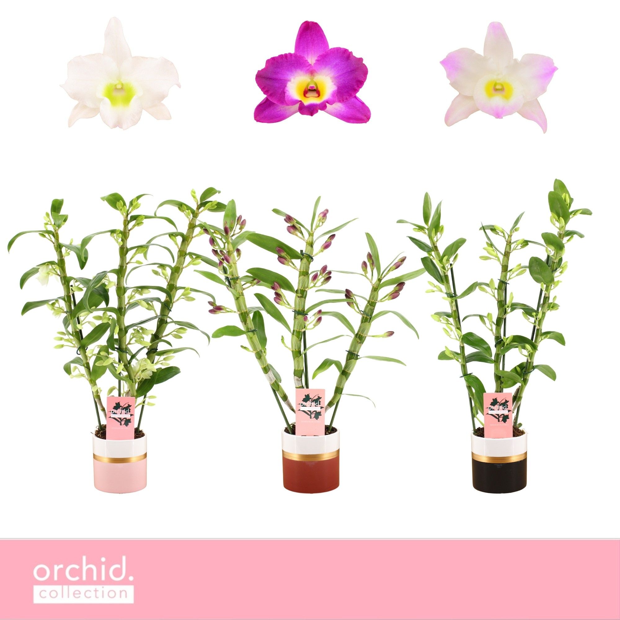 Dendrobium Nobilé, Mix 3-spike in Dolomite Horizon 'Orchid Collection', D 12