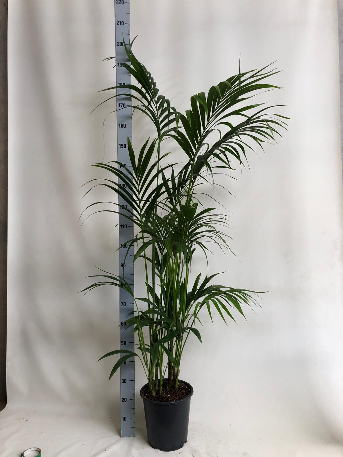 KENTIA - P27 H 200 - 7/8 PP - EcoLine (Howea forsteriana), D 27