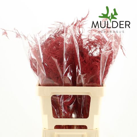 Аспарагус Овериг Крашеный (краш. ) 65, шт.