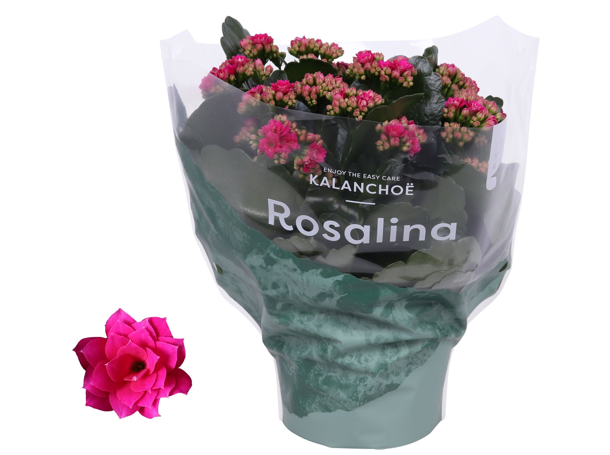 Kalanchoe Rosalina 15cm Don Victorio paars, D 15