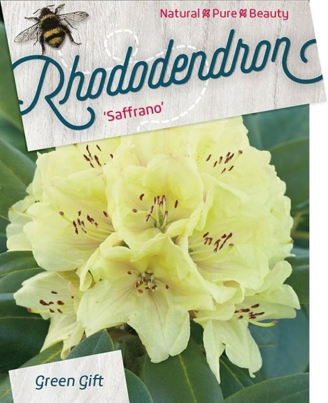 Rhododendron 'Saffrano', D 52
