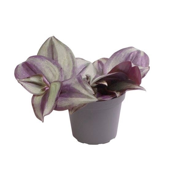 Tradescantia Zebra, D 6 cm Tradescantia Zebra, D 6 cm