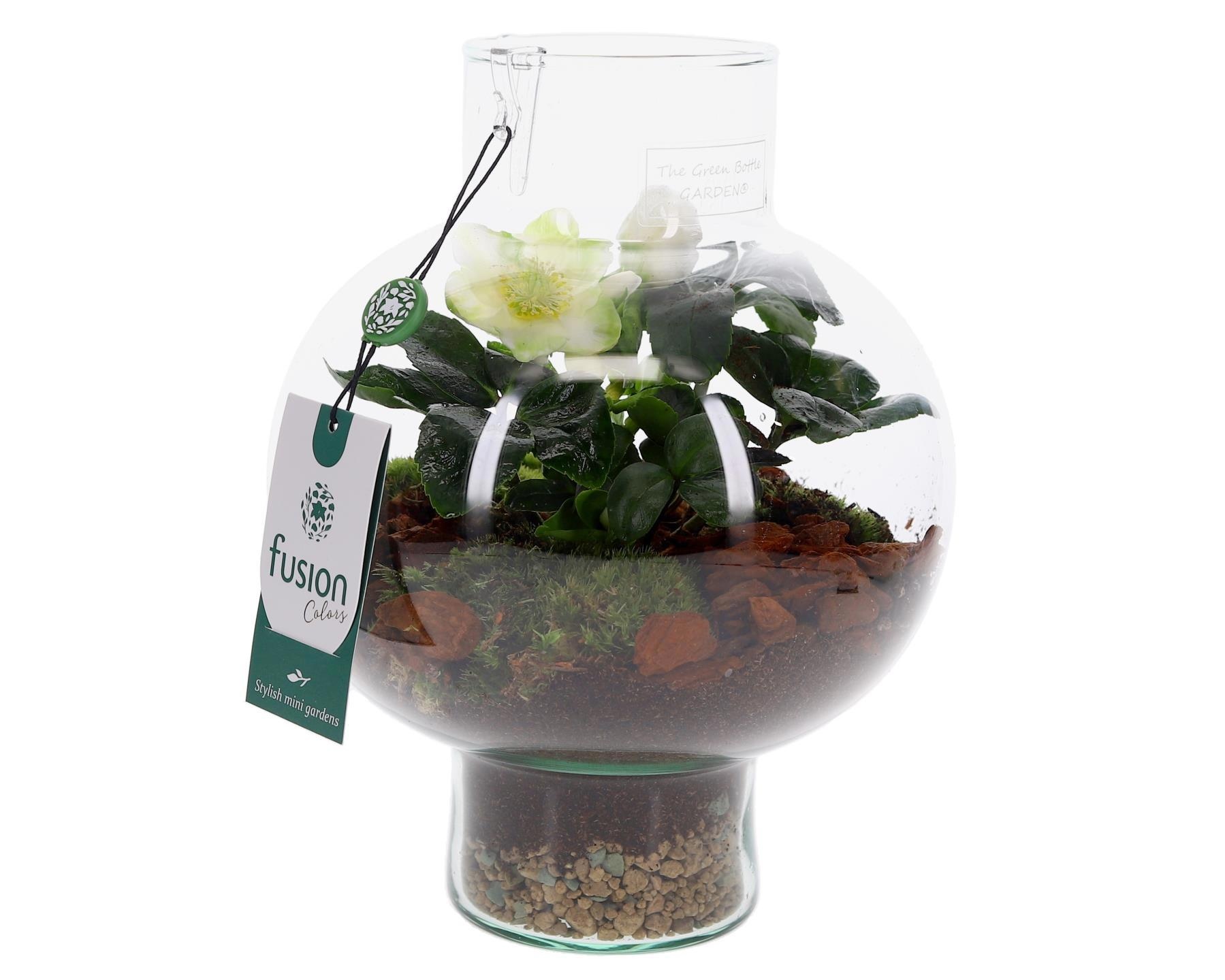 Green BottleLaura Small met Helleborus, D 20 cm