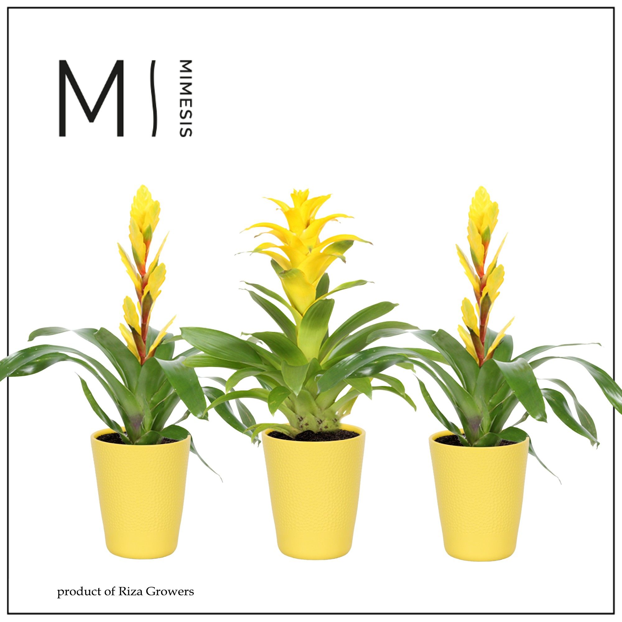 Bromelia Yellow - 12cm in Florence Yellow | Mimesis, D 12