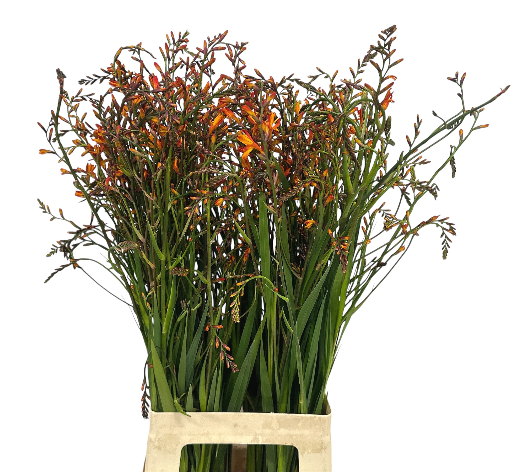 Крокосмия Лицифер 80 (оранж.), шт.