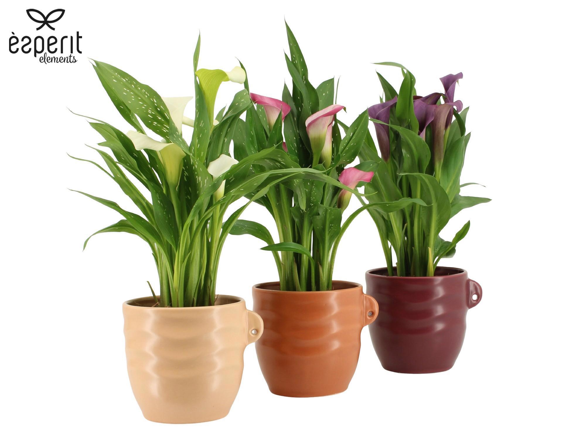 7504442: Solutionss Recreate, D 12