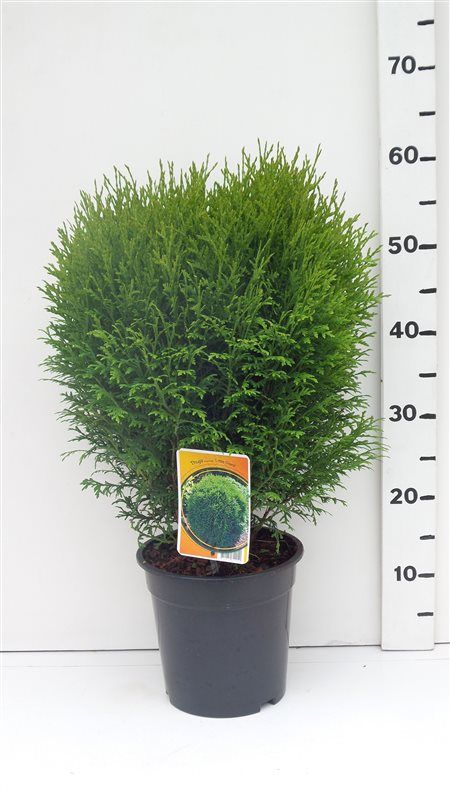 Thuja occ. 'Little Giant', D 19 cm