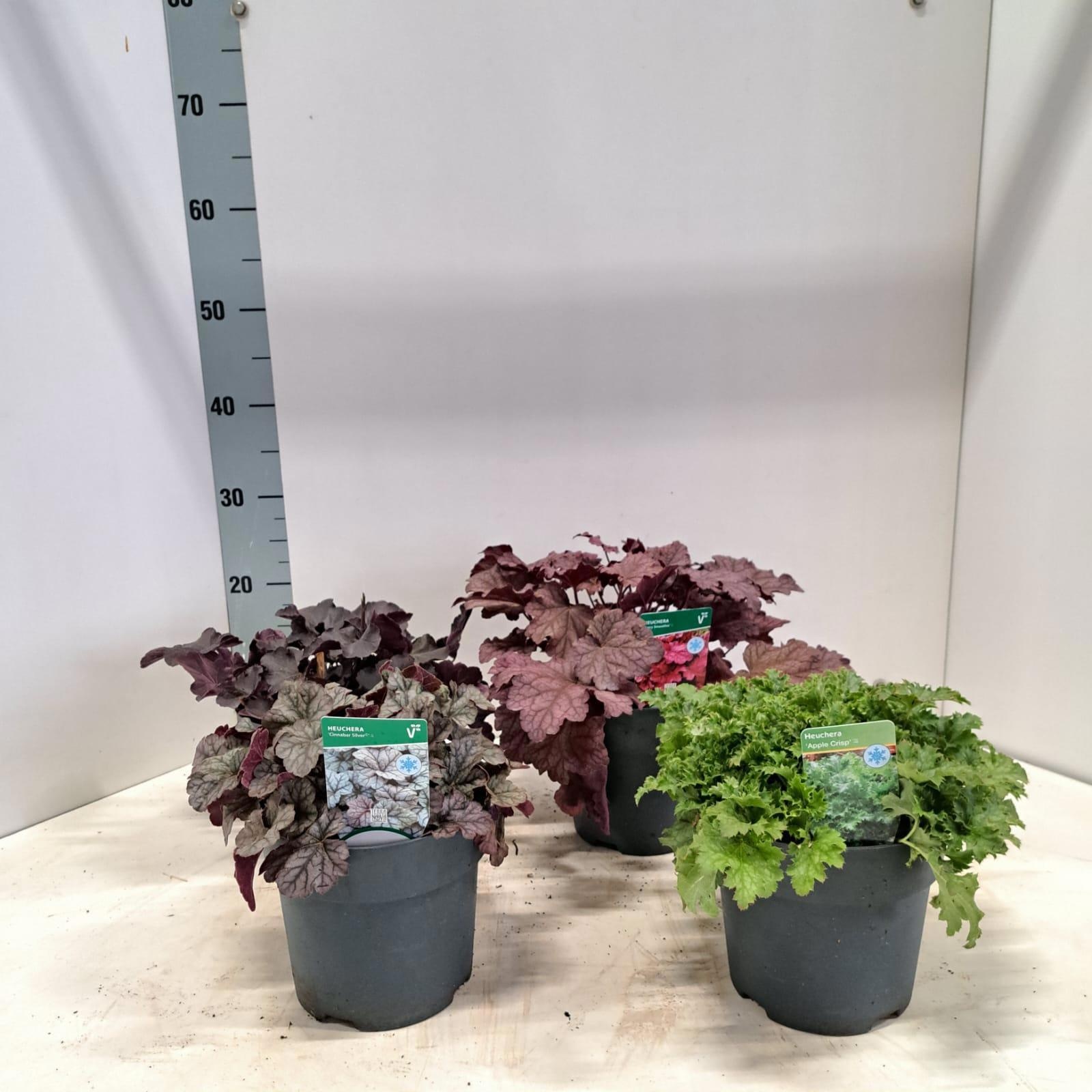 Heucheralla mix (minimum order one layer), D 17