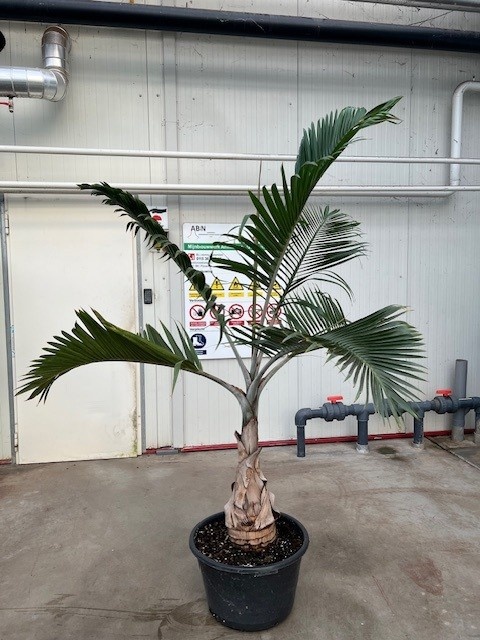 Areca Langenicauls, D 65