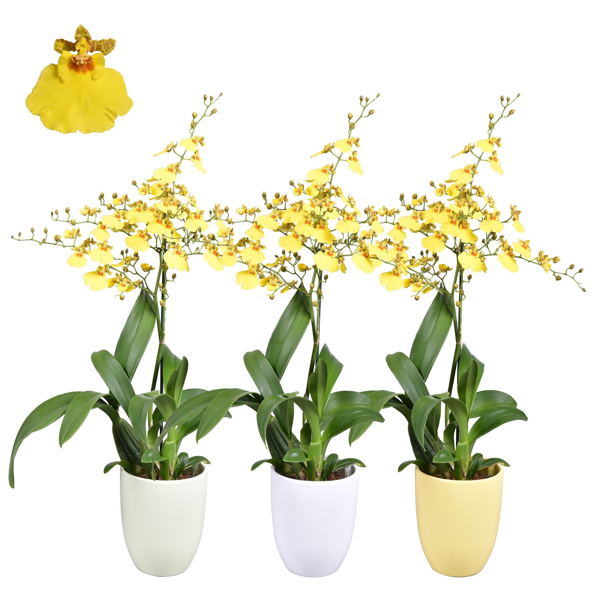 Easter Oncidium 1 tak met groen, geel en wit keramiek, D 14 cm