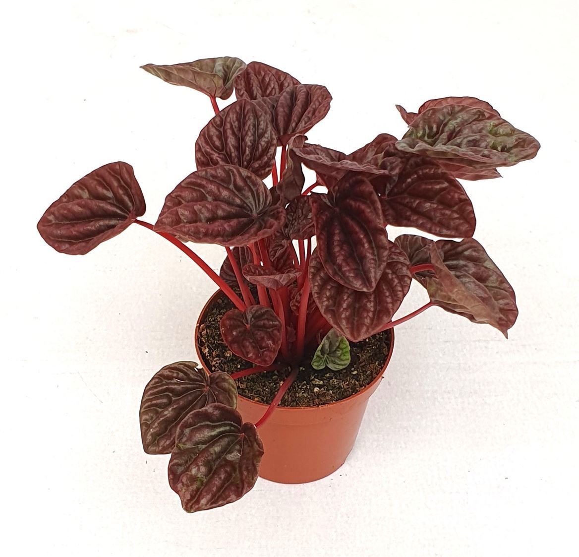 Peperomia caperata luna Red, D 9