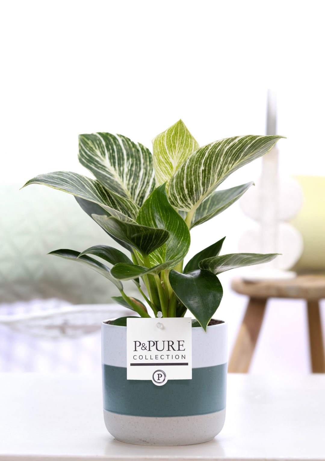 Philodendron White Wave in P&PURE Lauren ceramics, D 12