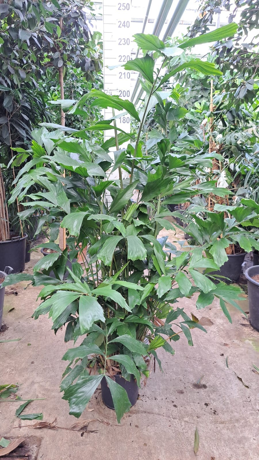 Caryota Mitis bush 220, D 30 cm