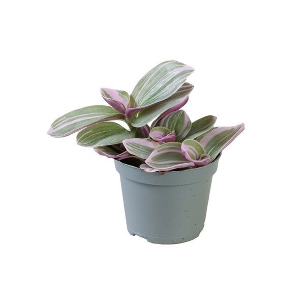 Tradescantia Sweetness� 6 cm, D 6 cm