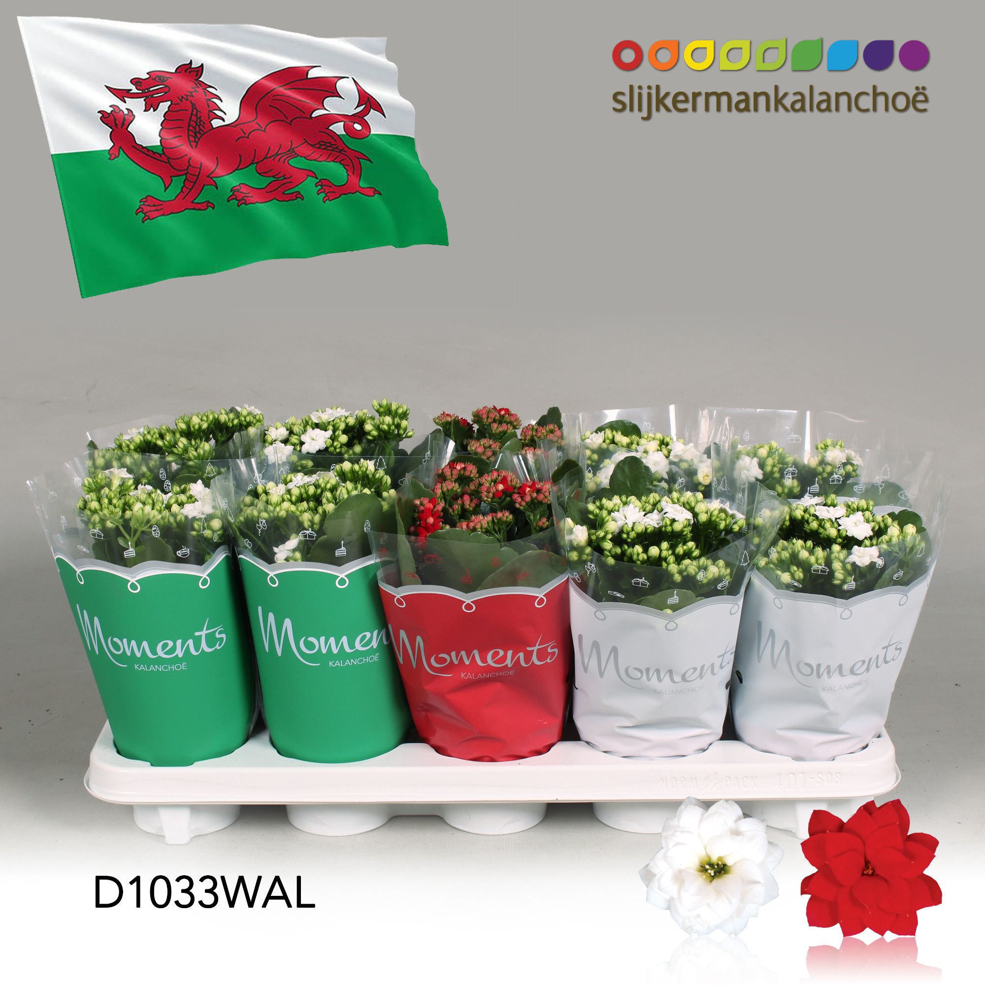 Kalanchoe Moments - Wales flag, D 10,5