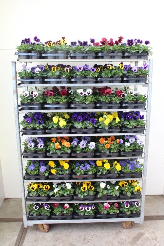 Viola wittrockiana F1 mix, D 11