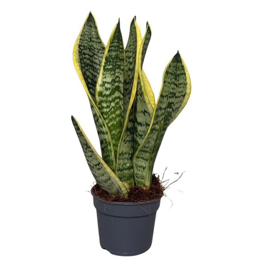 Sansevieria Superba 3pp, D 9