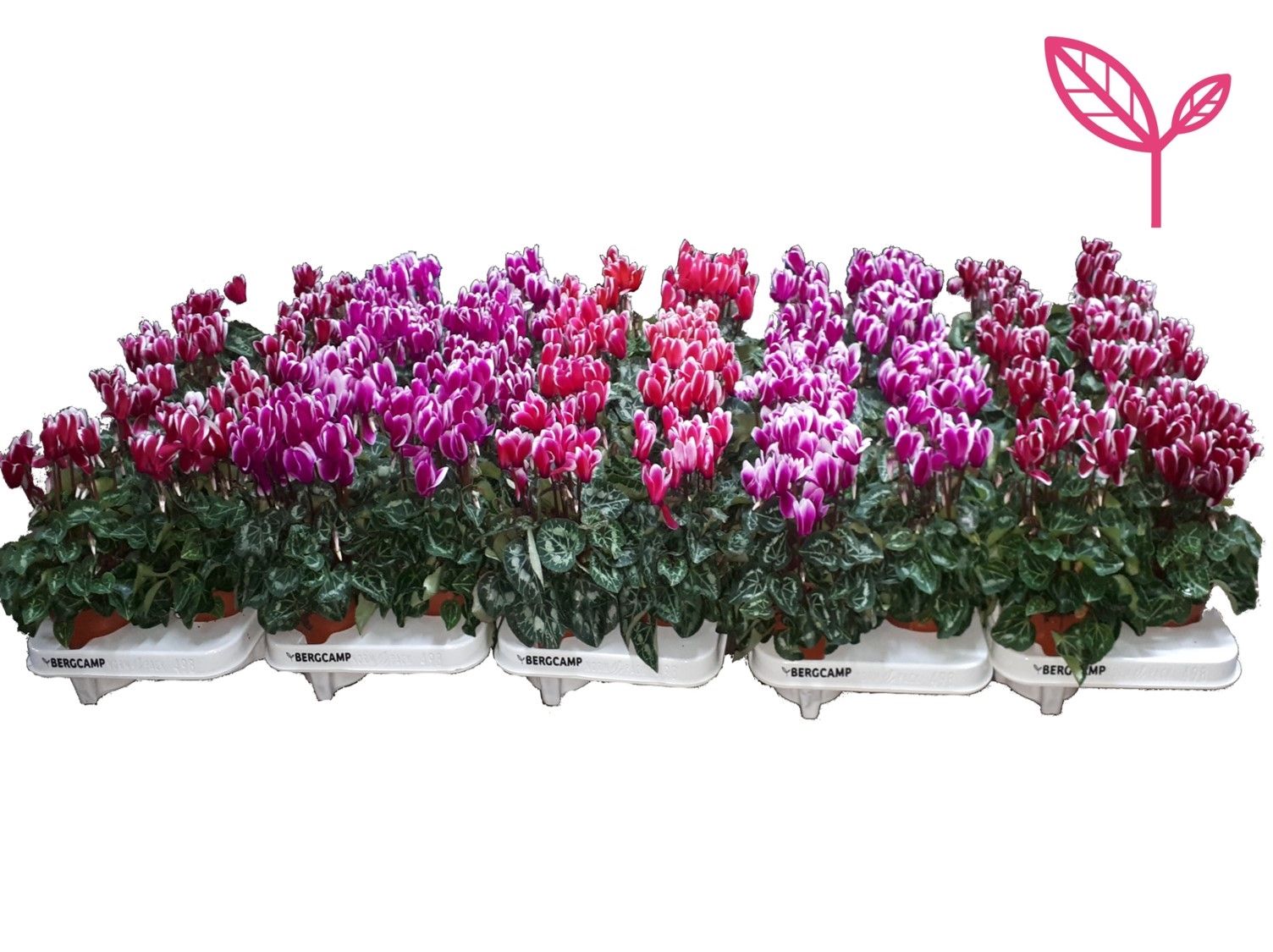 Cyclamen- FANTASIA OP KLEUR PER LAAG, D 10,5 cm Cyclamen- FANTASIA OP KLEUR PER LAAG, D 10,5 cm