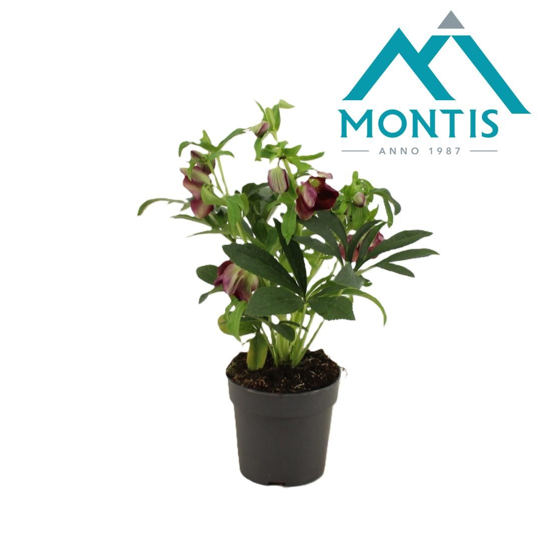 Helleborus Orientalis Early Red 12 cm, D 12