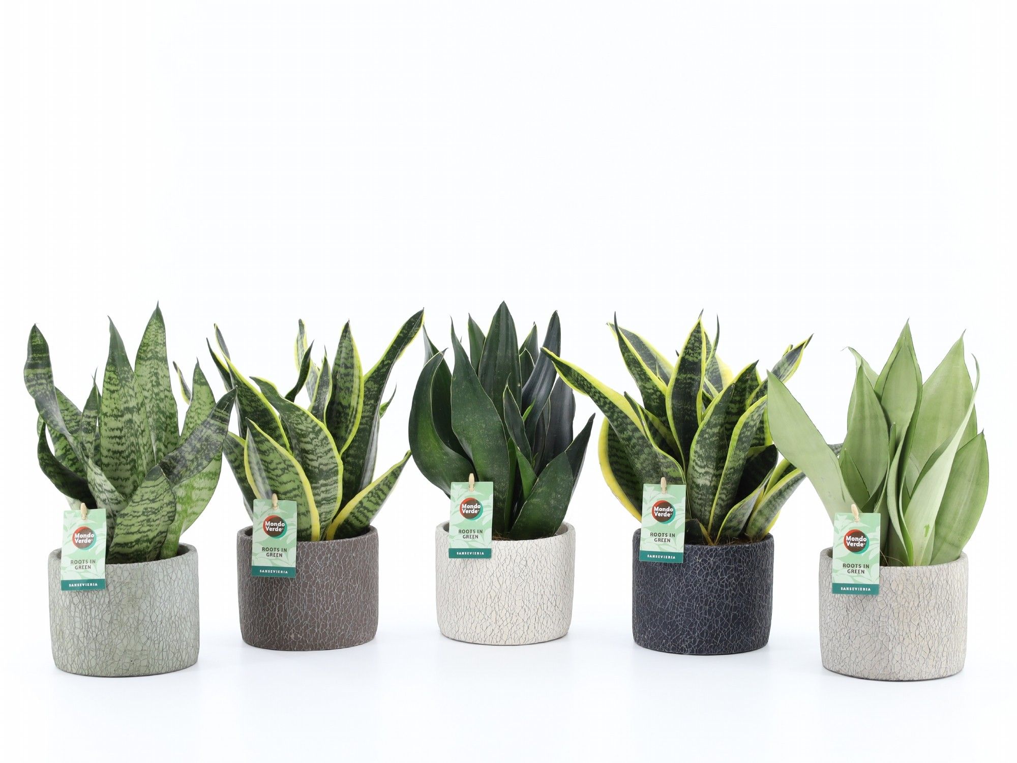 Sansevieria Mix in Classic Stone, D 14