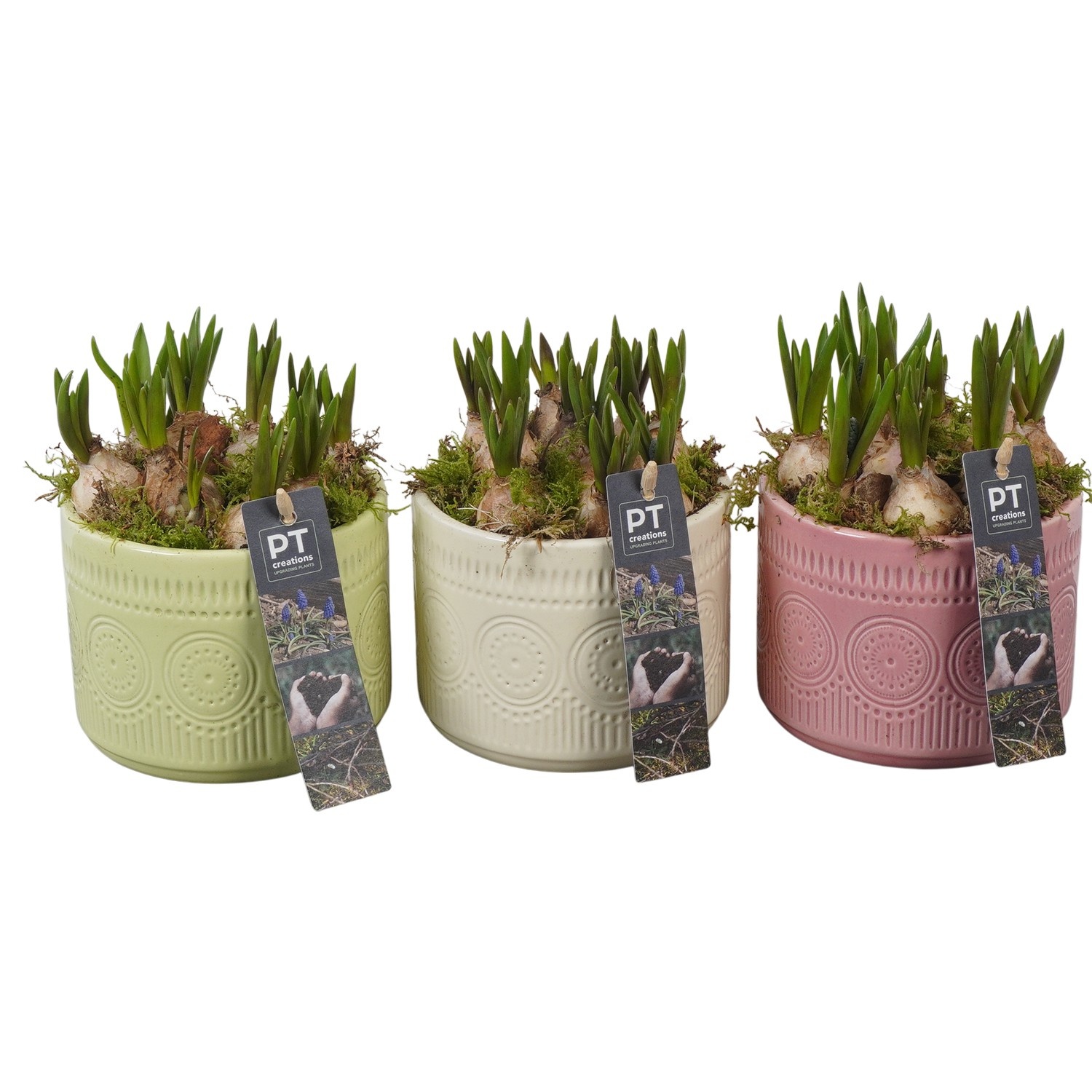 PTMB6305 Arrangement Muscari Blue in keramiek mix, D 12