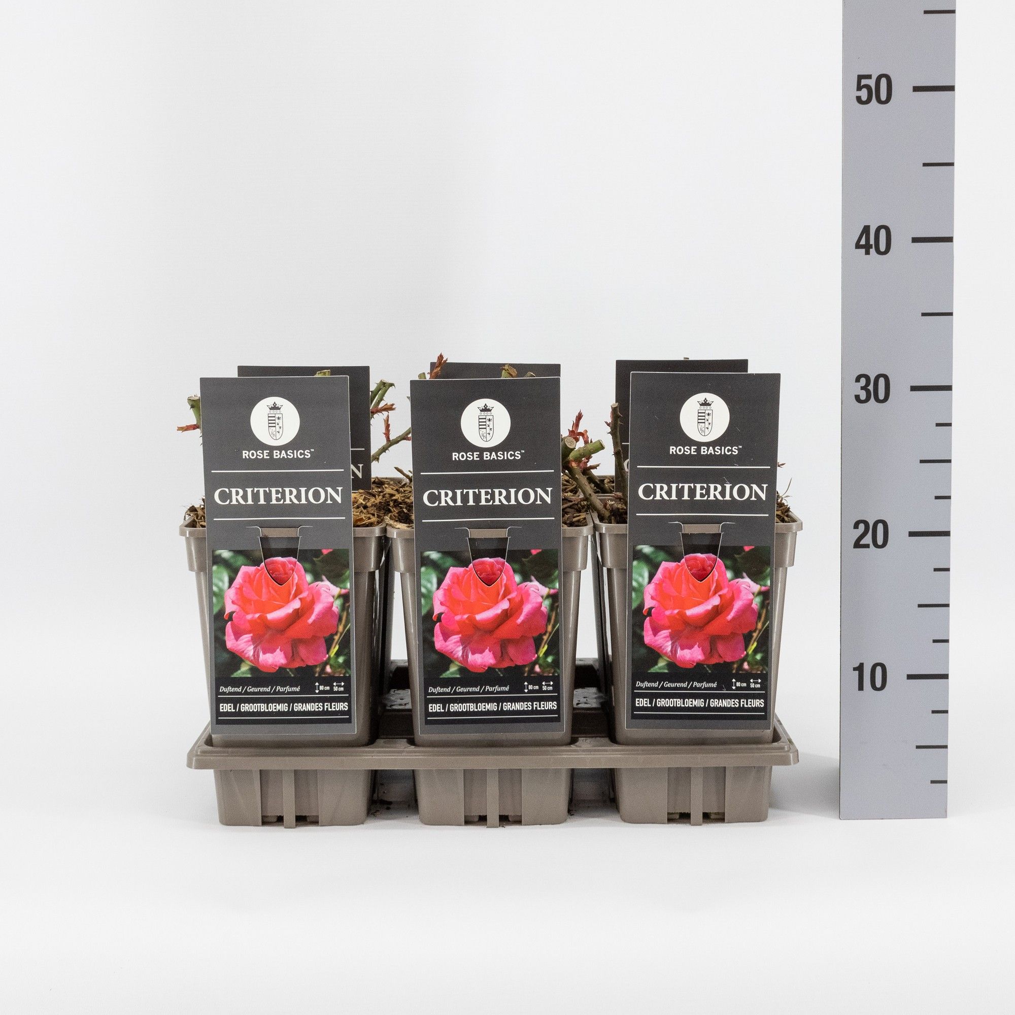 Rosa (TH) Criterion, C3, D 17