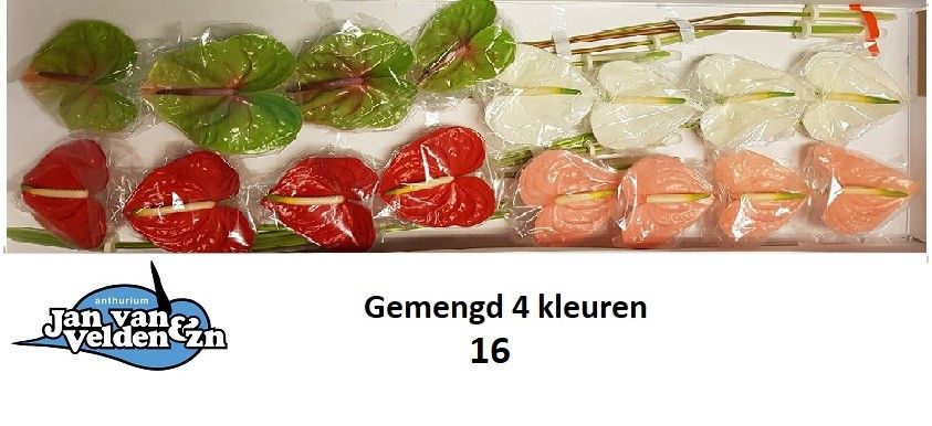 Антуриум Микс 4 цвета x16, шт.
