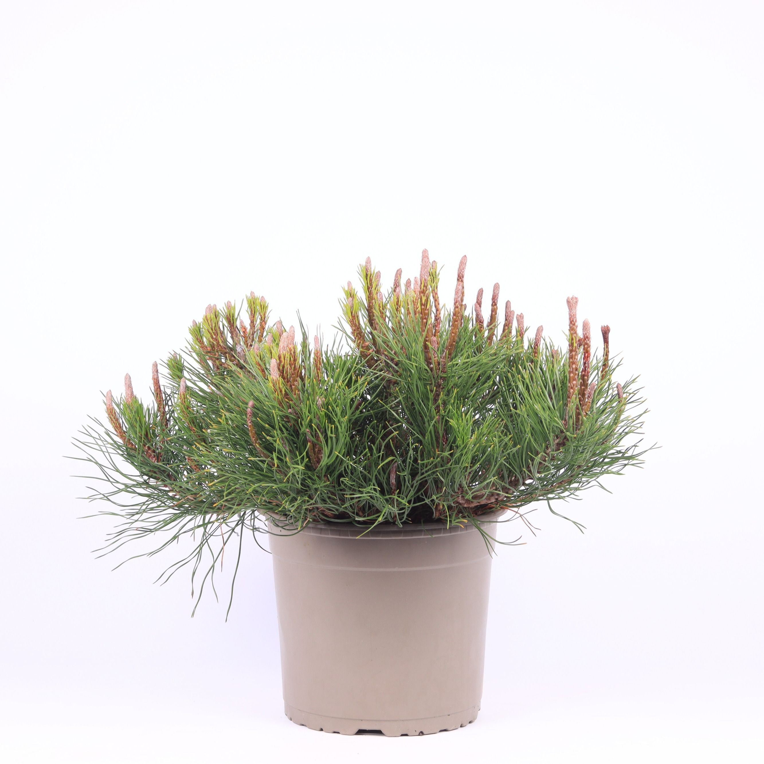 Pinus mugo 'Mughus', D 23