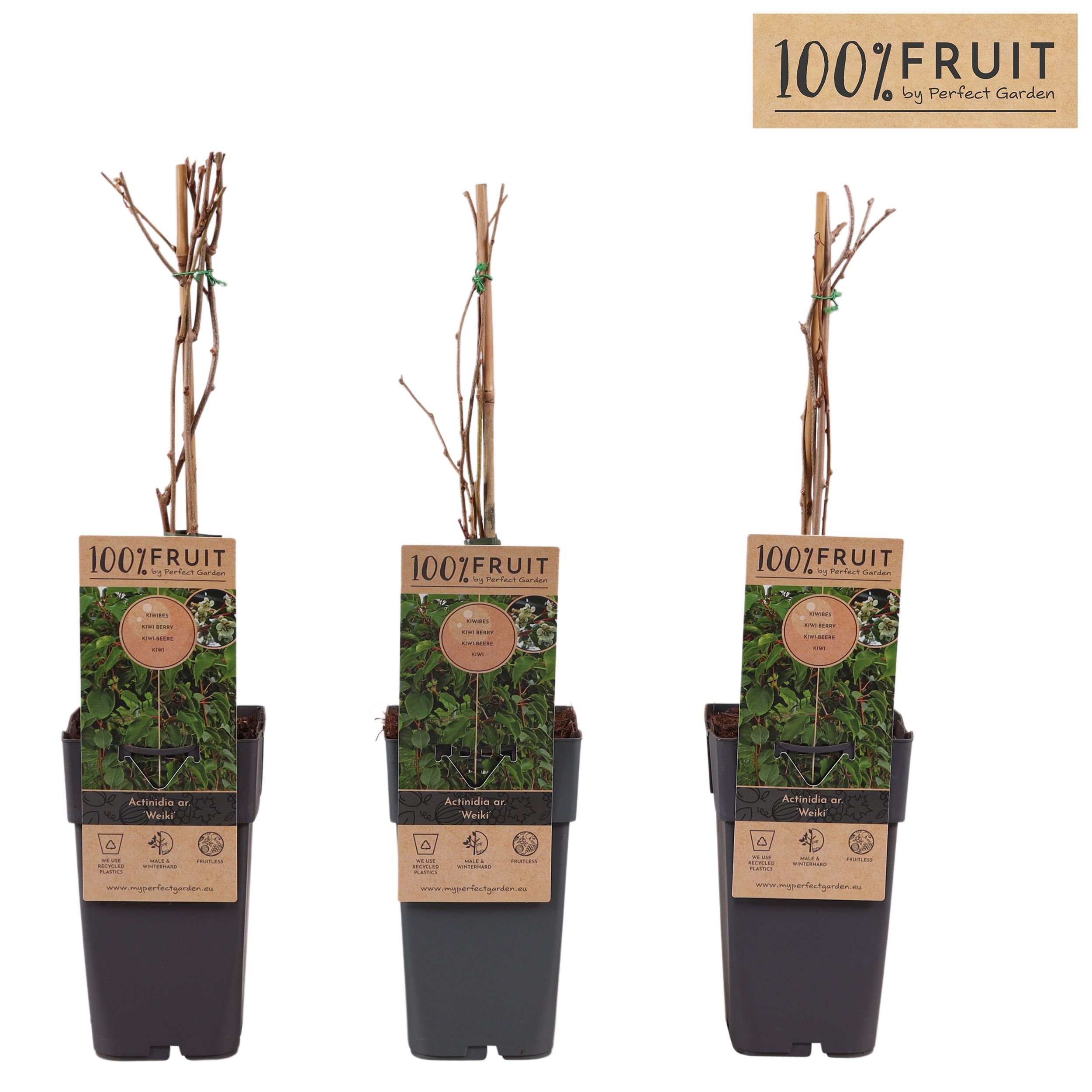 Actinidia arguta Weikii P15, D 15